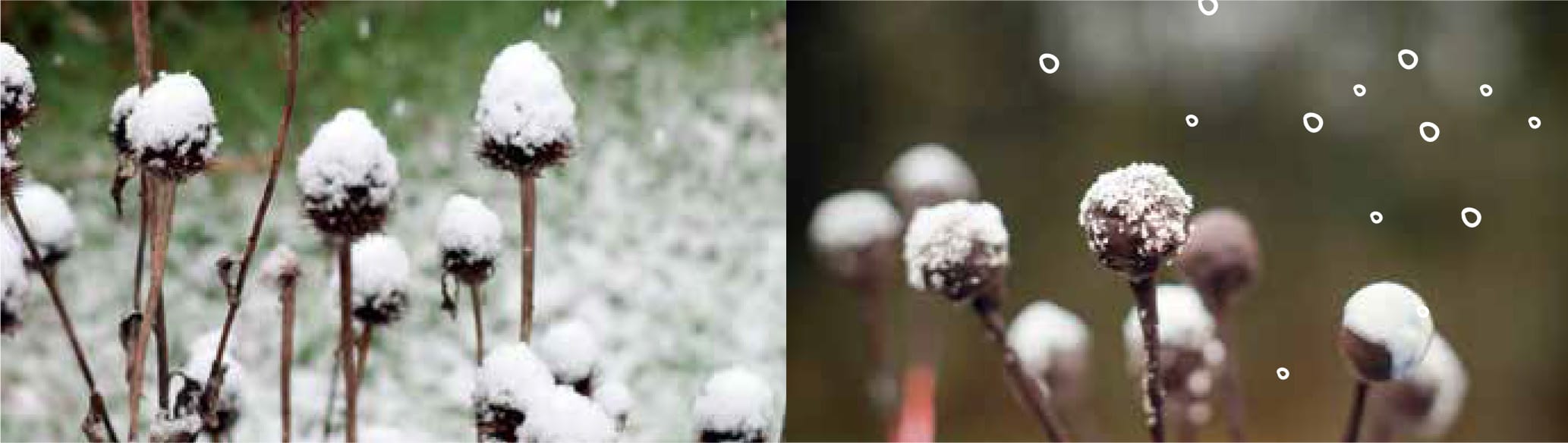 Cake pops recept brez mleka