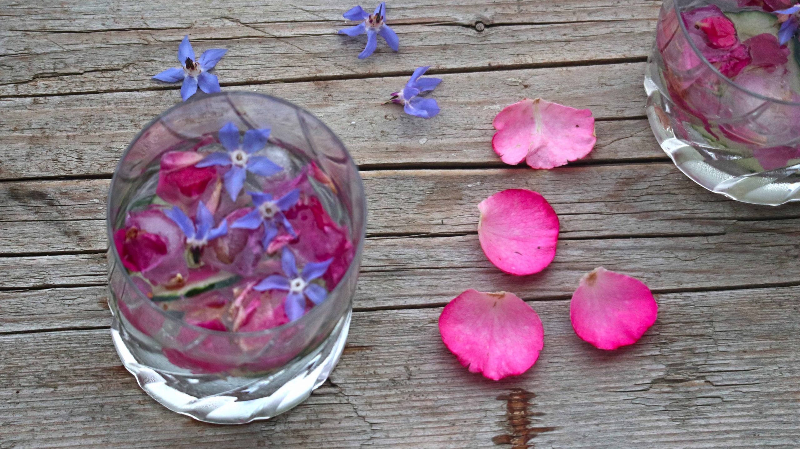 Boreč je zdravilna rastlina, okusna in lahko jo je vzgojiti na vrtu